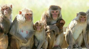 Vaiolo delle scimmie come Omicron, l'ipotesi del virus ipermutato. Gli scienziati: «Si diffonde più facilmente tra gli umani»